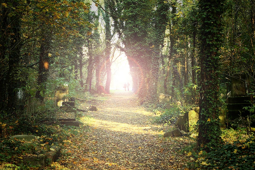 a path winding through a fantasy-like forest setting